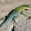 Lagartija Esbelta (Macho) / Jewel Lizard (Male)