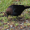 Brown-headed Cowbird