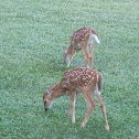 white tailed deer