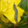 White-lined sphinx moth (larva)