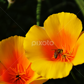 Busy bee by Saptarshi Datta - Flowers Flower Gardens