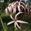 Giant Spider Lily