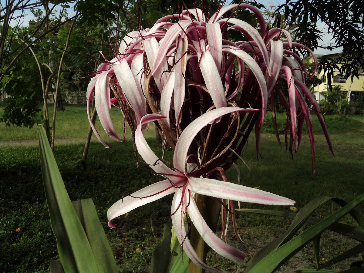 Giant Spider Lily