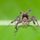 Fringed jumping spider