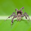 Fringed jumping spider
