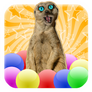 Meerkat Madness - Whack a Kat 家庭片 App LOGO-APP開箱王