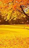 Autumn Wallpaper