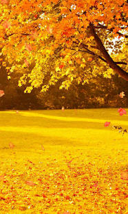 Autumn Wallpaper(圖1)-速報App