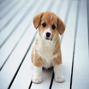 cute puppies 1.0