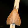 Genista Broom Moth