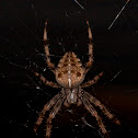 Common Cross Spider / Garden Spider