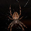 Common Cross Spider / Garden Spider
