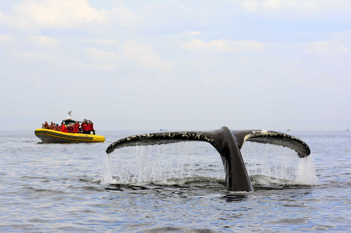 whale-watching-Lake-Manicouagan - Whale watching in Lake Manicouagan in central Quebec, Canada. 