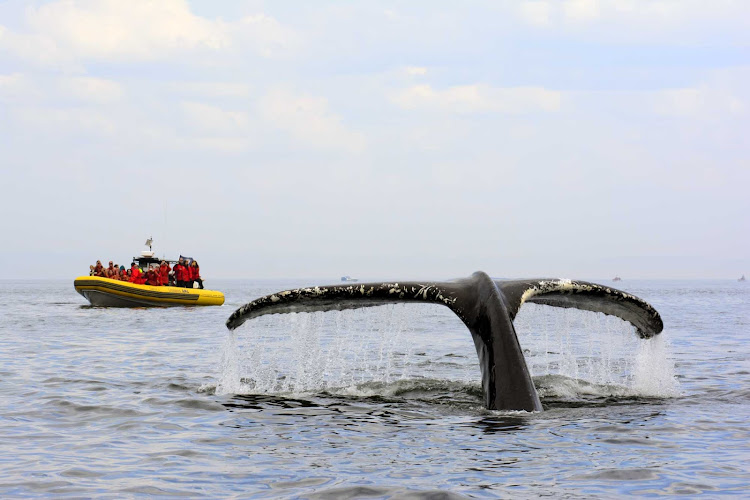 Whale watching in Lake Manicouagan in central Quebec, Canada. 