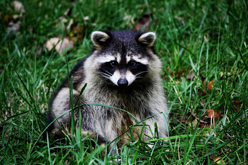 Raccoon Wallpaper