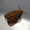 Banded Lichen Moth