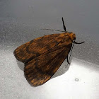 Banded Lichen Moth