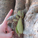 Leaf insect