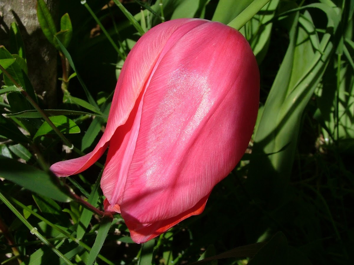 Tulip