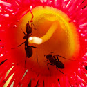 Sugar ants on Corymbia