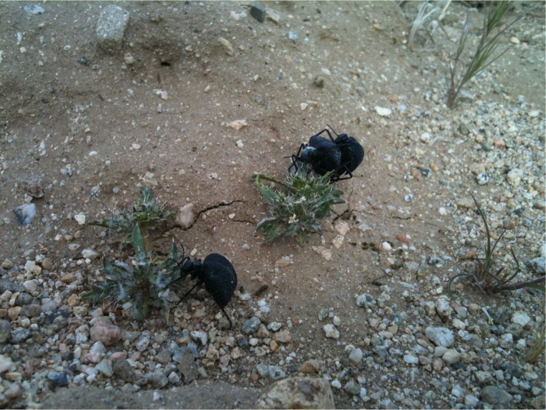 Genus Cysteodemus - Desert Spider Beetles