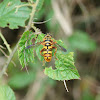 Wasp-Mimicking Hoverfly