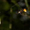 Kleptoparasitic Spiders