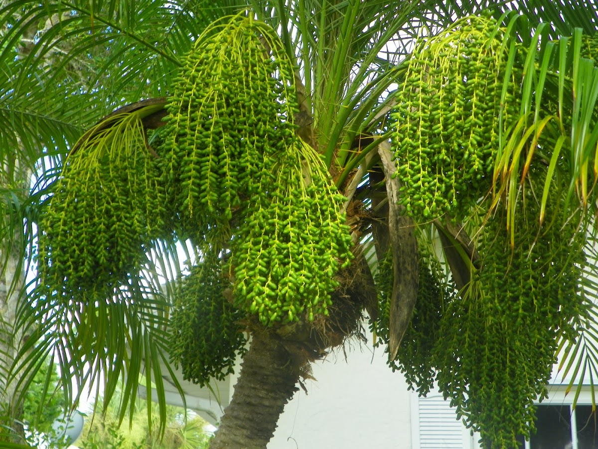 Inflorescense of a Senegal Date Palm