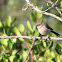 Bushtit