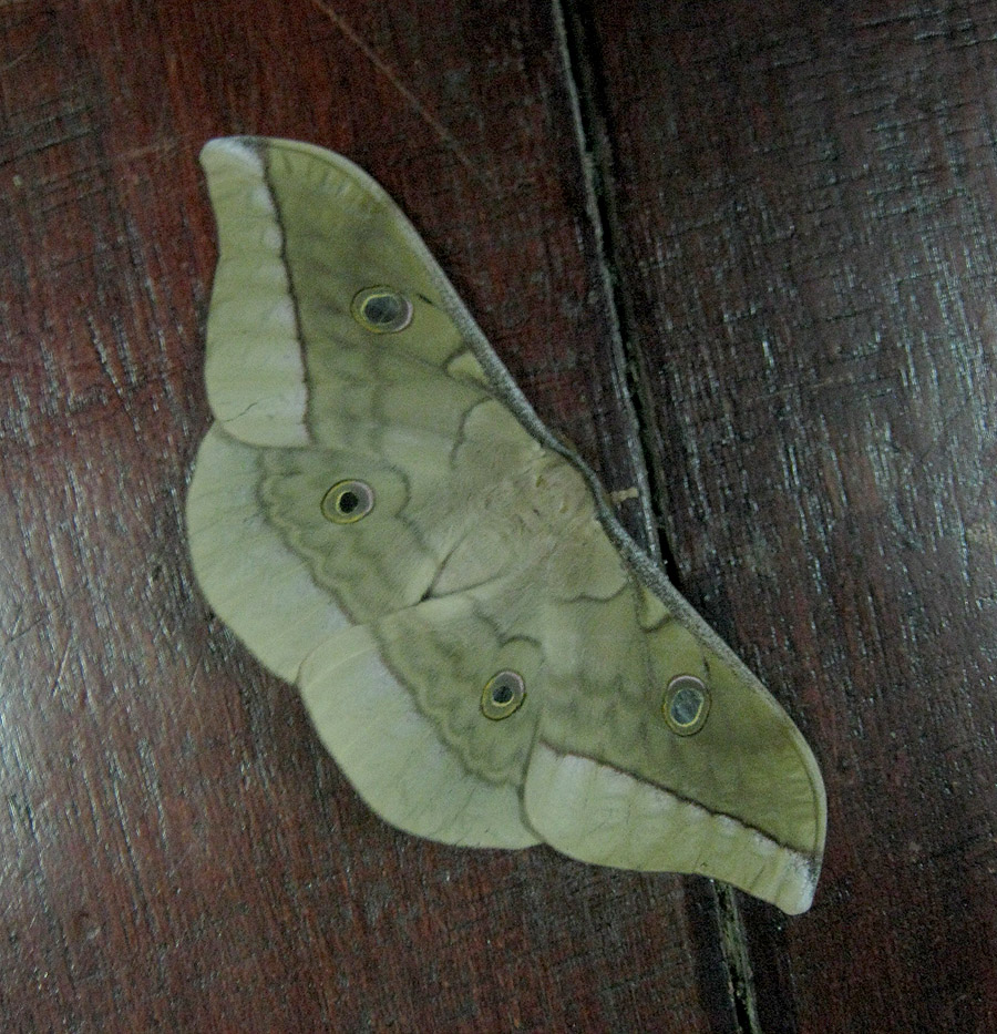 Silk Moth