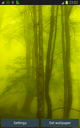 Forest Rain HD Wallpapers