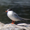 Forester Tern (First Year)