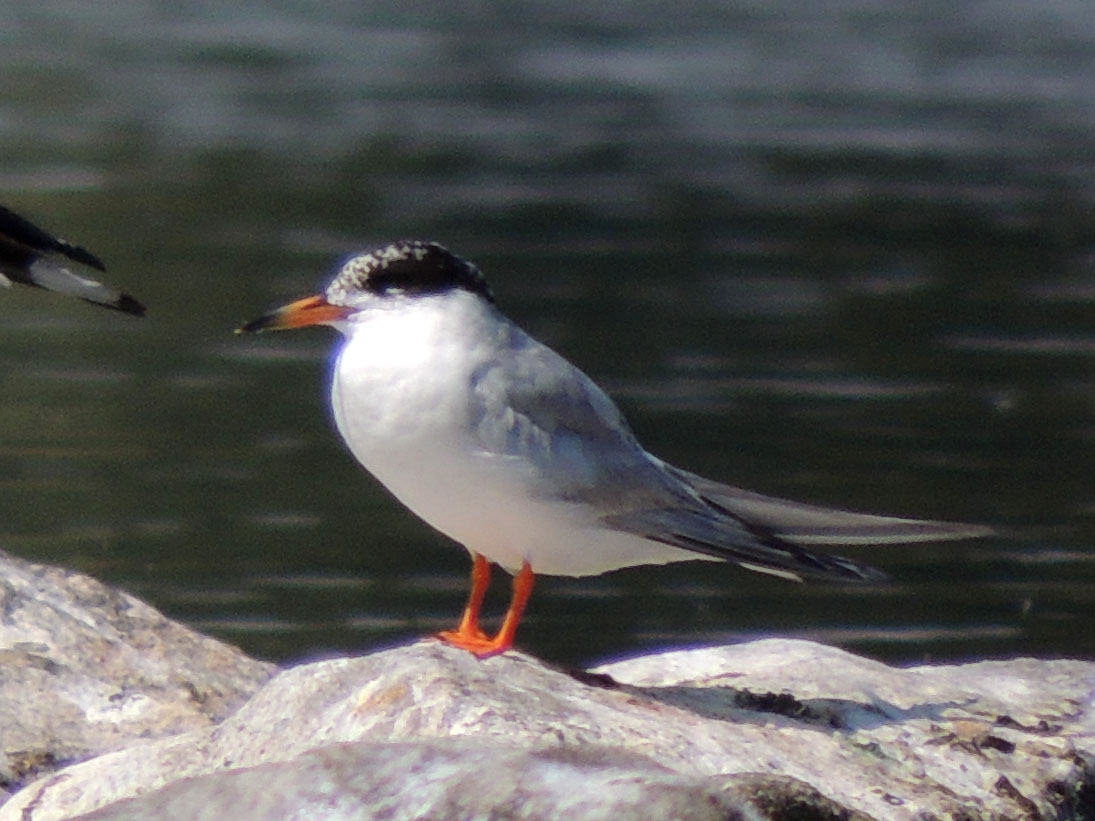 Forester Tern (First Year)