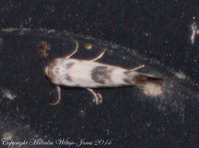Scythrididae Moth