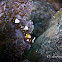 Glass Anemone Shrimp, White Spot Anemone Shrimp