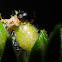 Beetle; Escarabajo