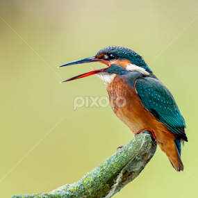 screaming kingfisher by Riccardo Trevisani - Animals Birds