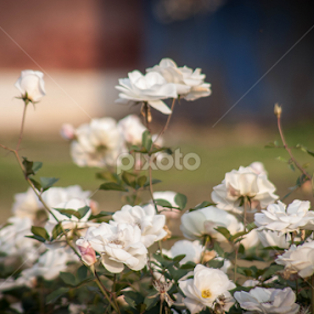 White Beauty by Amir Hameed - Flowers Flower Gardens