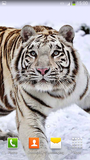 【免費個人化App】White Tiger Live Wallpaper-APP點子