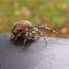 Garden orb spider
