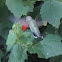 Ruby-throated Hummingbird (female)