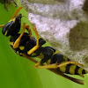 European Paper Wasp & nest