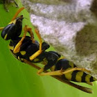 European Paper Wasp & nest