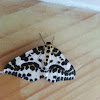 The Magpie Moth