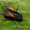 Muscid Fly