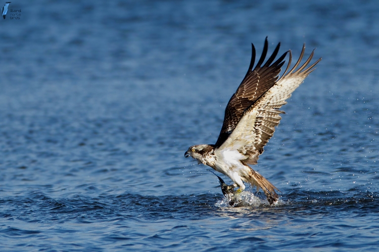 Osprey - Águia-pesqueira