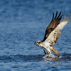 Osprey - Águia-pesqueira