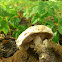 Sidewalk Mushroom/Straatchampignon