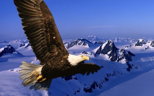 Eagle Live Wallpaper Screenshots 0