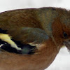 The Chaffinch